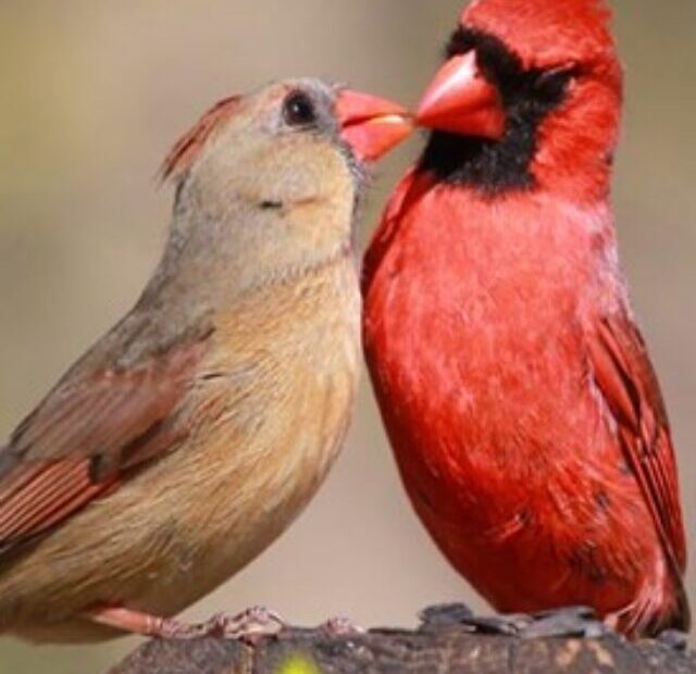northern-cardinal-pair